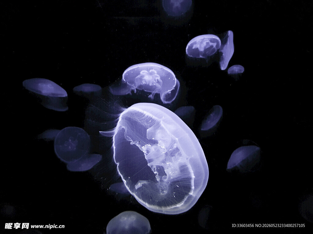 梦幻紫色水母在水中漂浮
