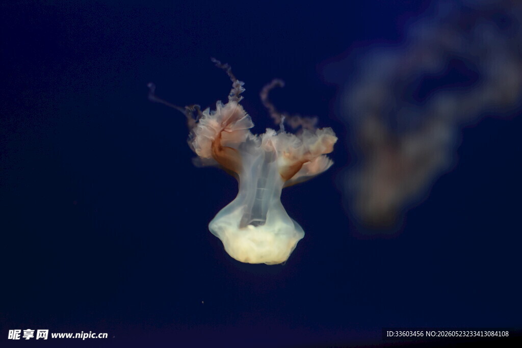 梦幻水母在水中优雅漂浮
