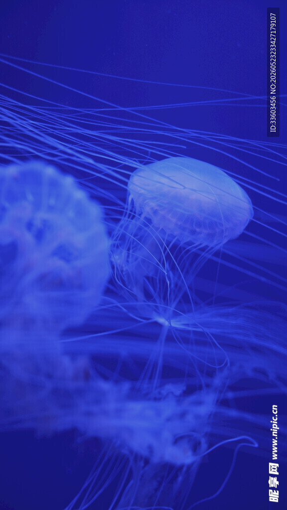 梦幻水母在深海中飘逸