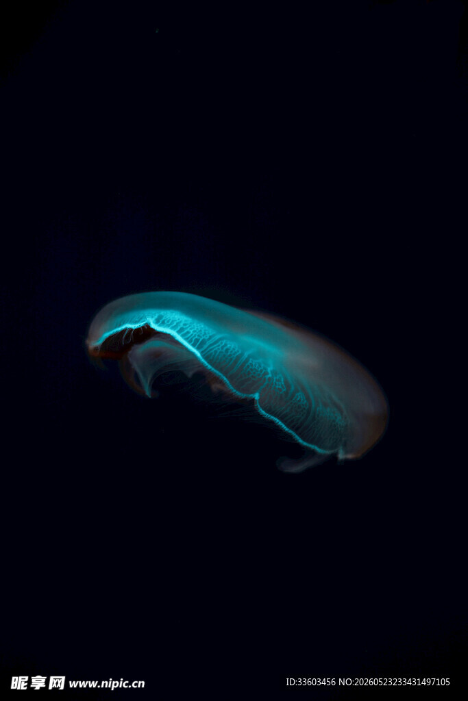 发光水母深海中的梦幻精灵