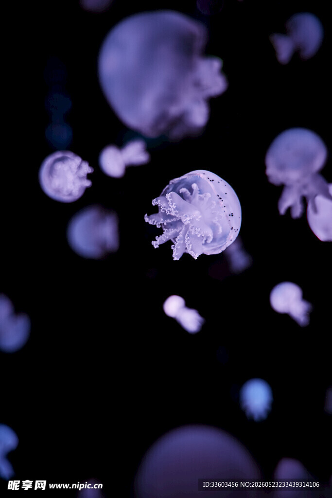 梦幻紫色水母在水中游动