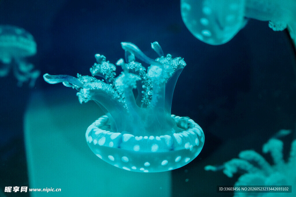 梦幻水母在水中优雅游动