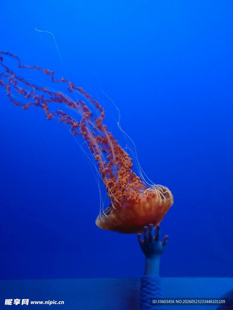深海中飘逸的橙色水母