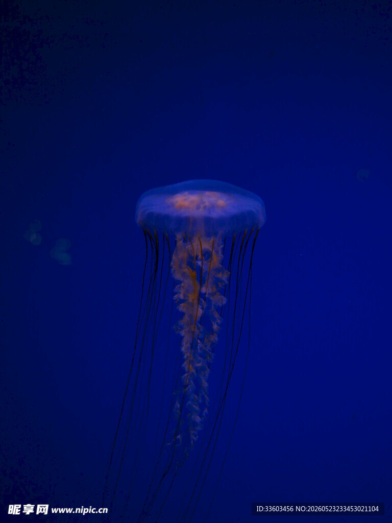 深海中游动的美丽水母