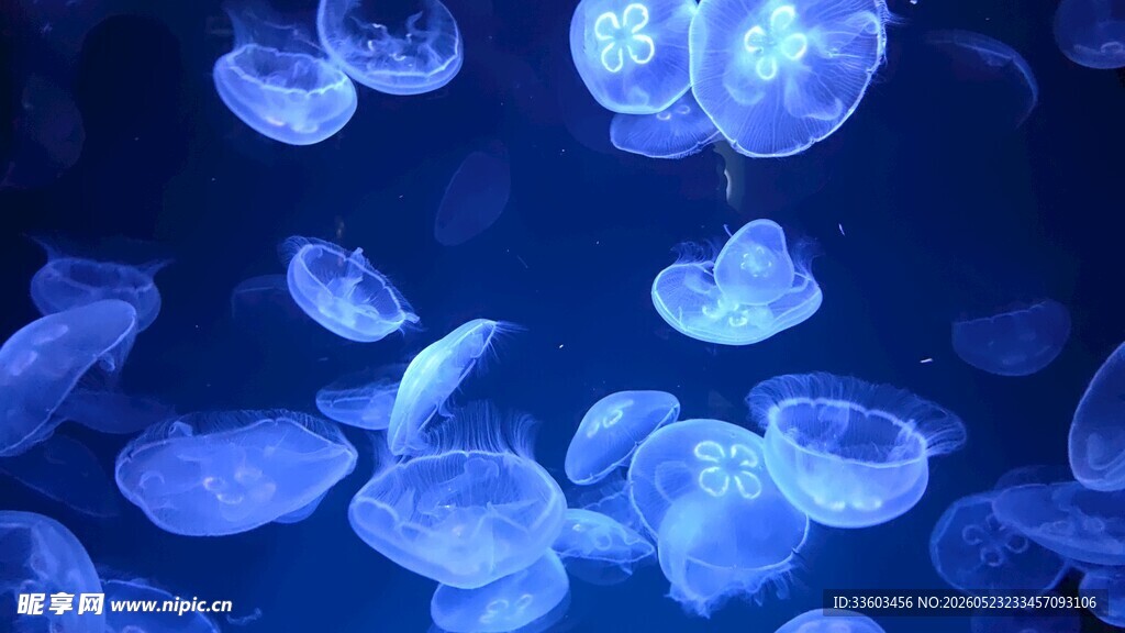 梦幻蓝水母深海景象