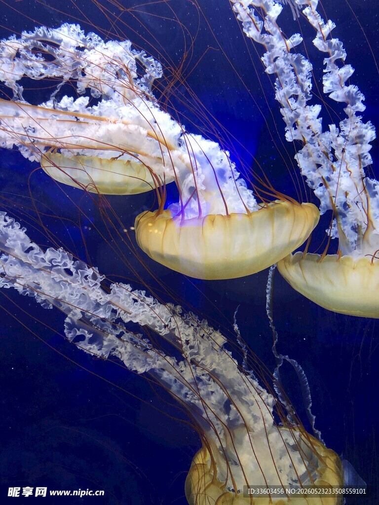 梦幻水母在水中优雅舞动