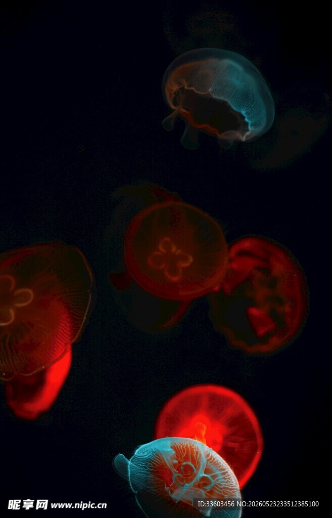 深海中发光的梦幻水母
