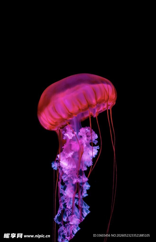 梦幻粉色水母绽放绚丽光彩