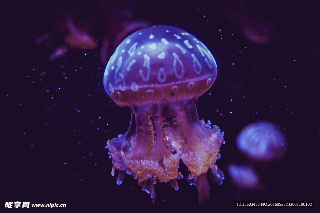 梦幻水母在水中优雅游动