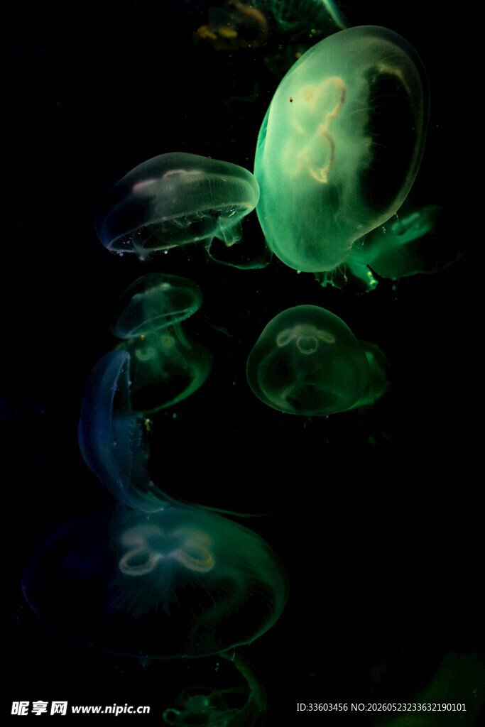 梦幻水母在黑暗中发光