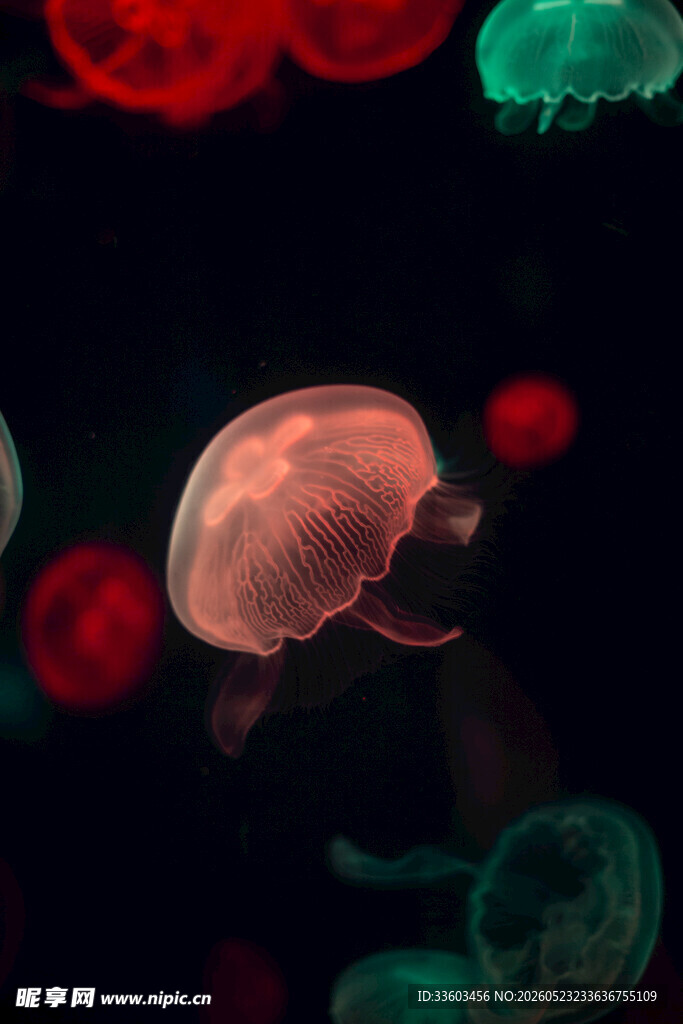 梦幻水母在水中灵动飘逸
