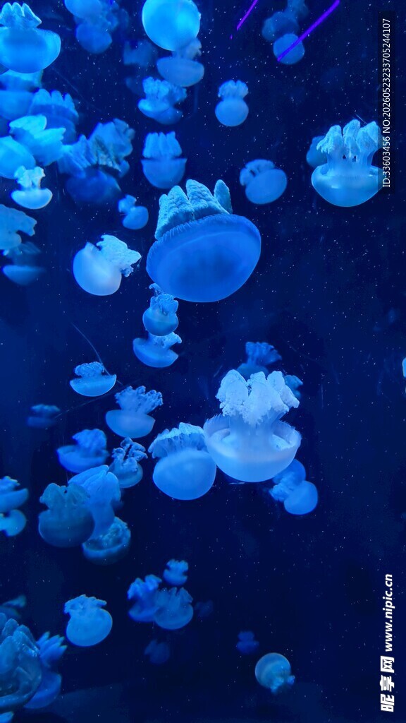 梦幻蓝色水母群