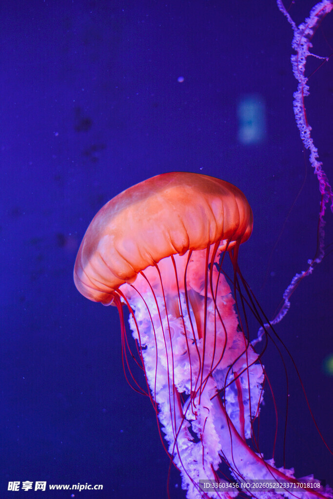 梦幻水母海中灵动精灵