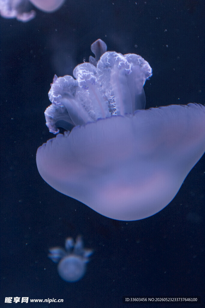 梦幻水母在水中优雅漂浮