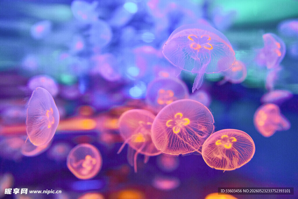 梦幻水母在水中轻盈游动