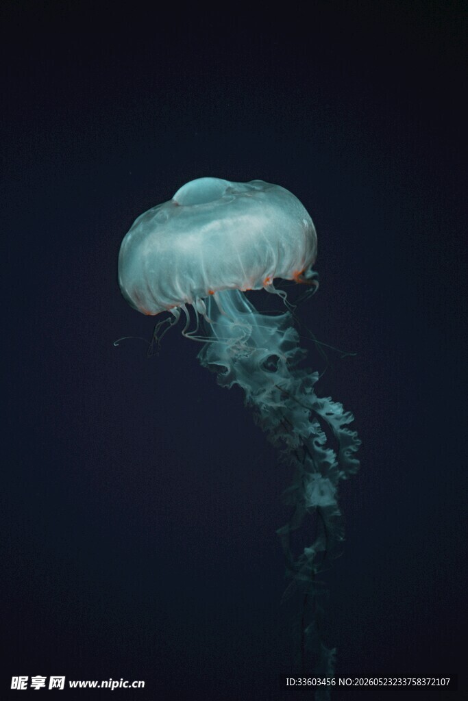 梦幻水母在深海中飘逸
