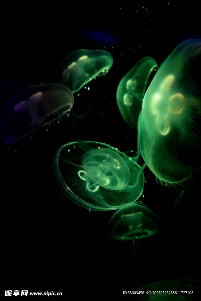 梦幻绿水母在水中飘逸