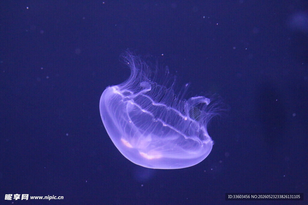 梦幻紫色水母