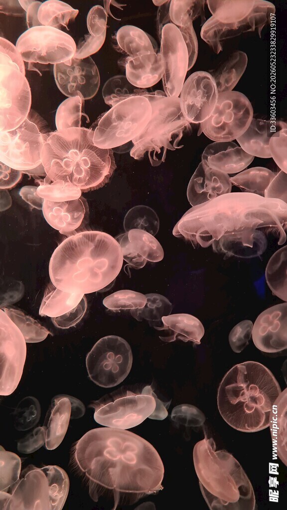 梦幻水母群灵动水中舞