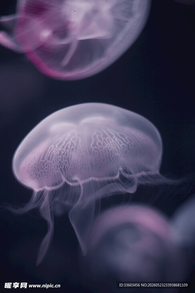 梦幻水母在水中悠然游动