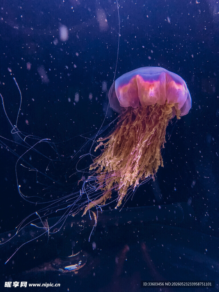 梦幻水母在深海中飘逸