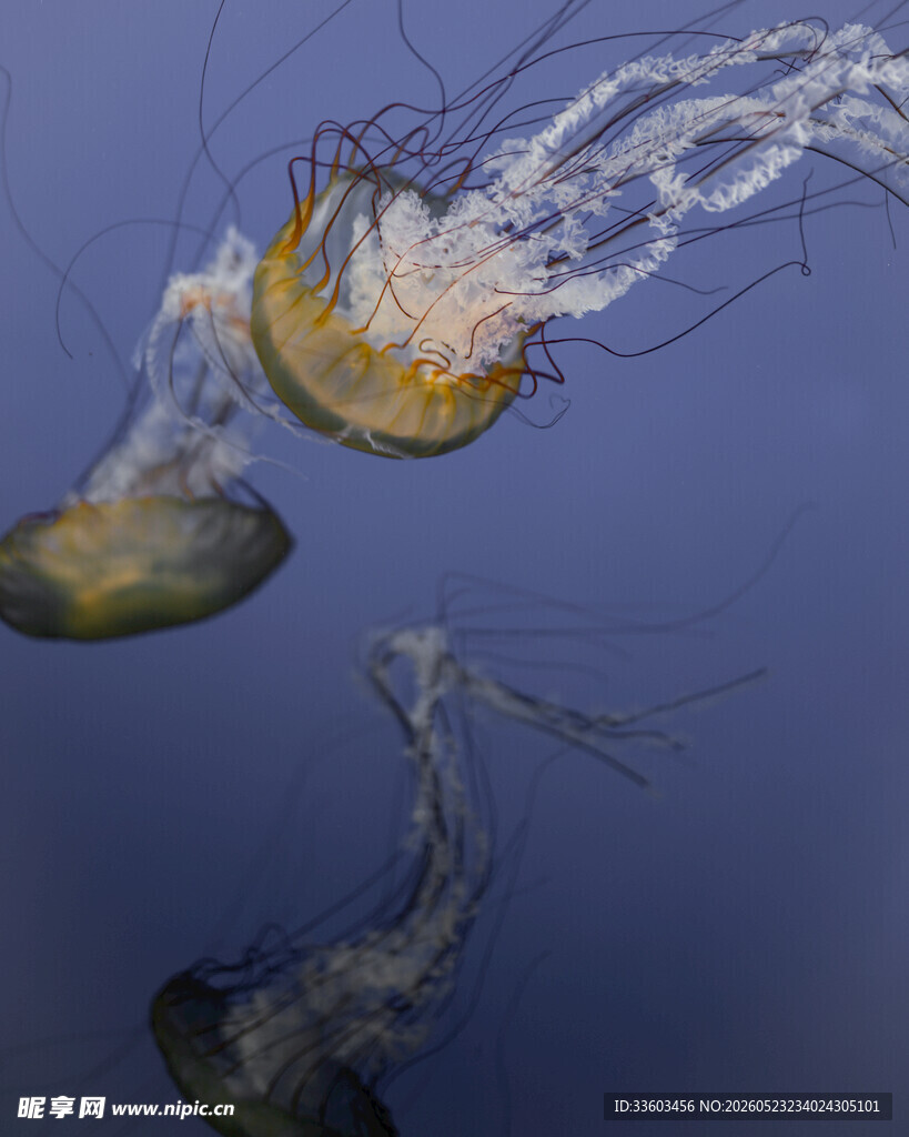梦幻水母在水中优雅游动