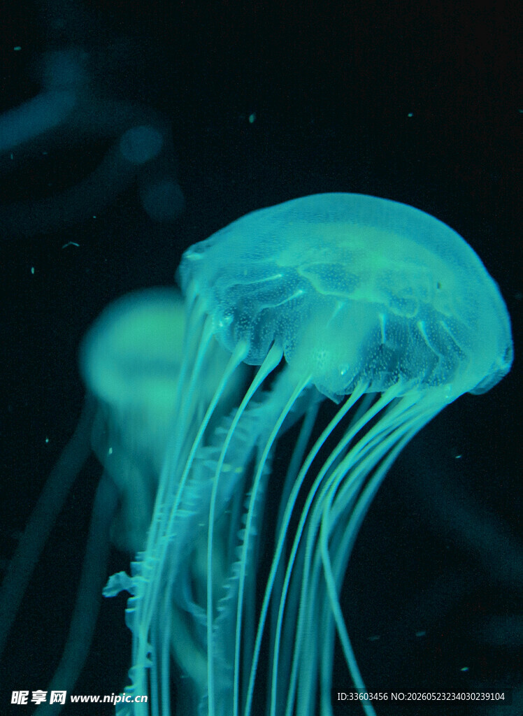 梦幻蓝色水母