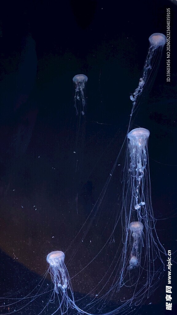 深海中发光的梦幻水母