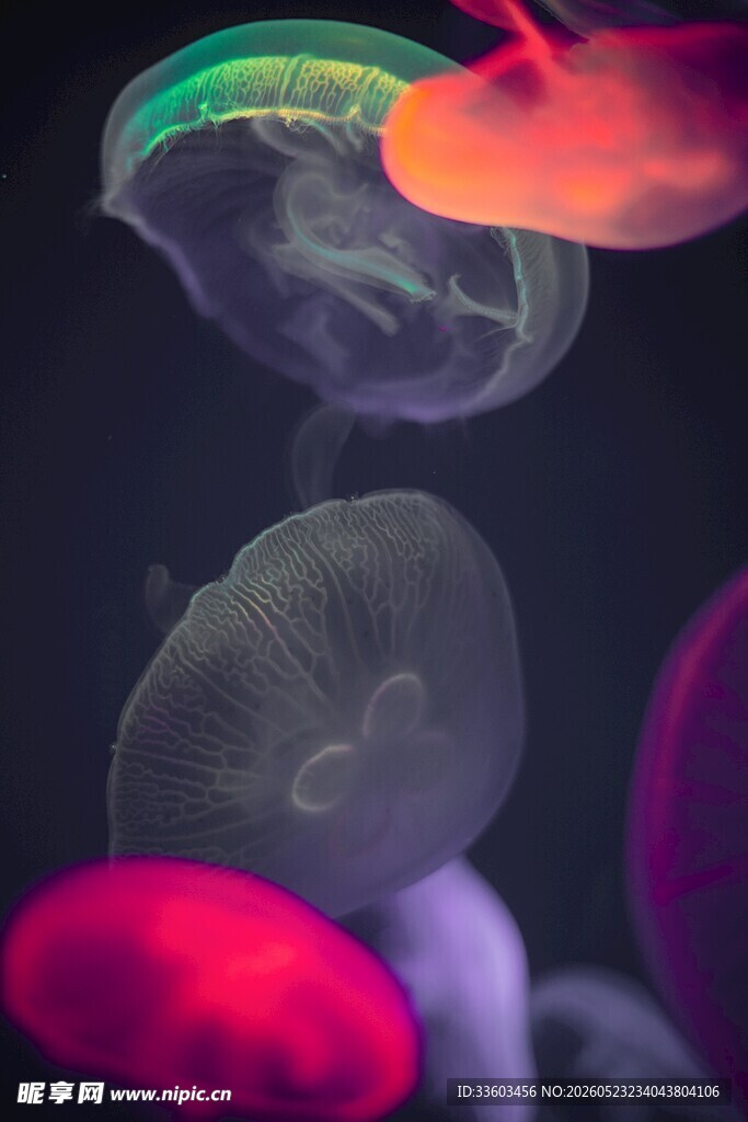 梦幻多彩水母水中摇曳