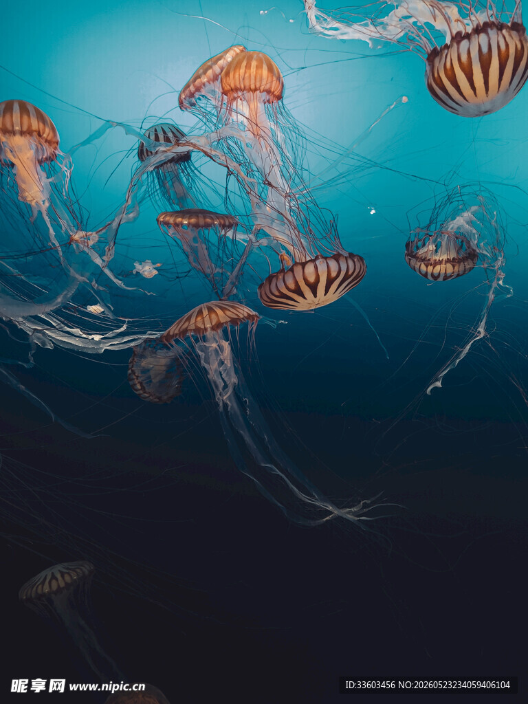 梦幻海底的缤纷水母