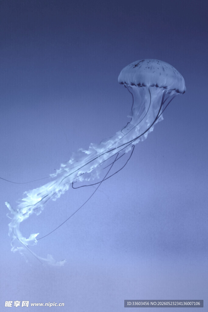 梦幻水母在水中飘逸游动