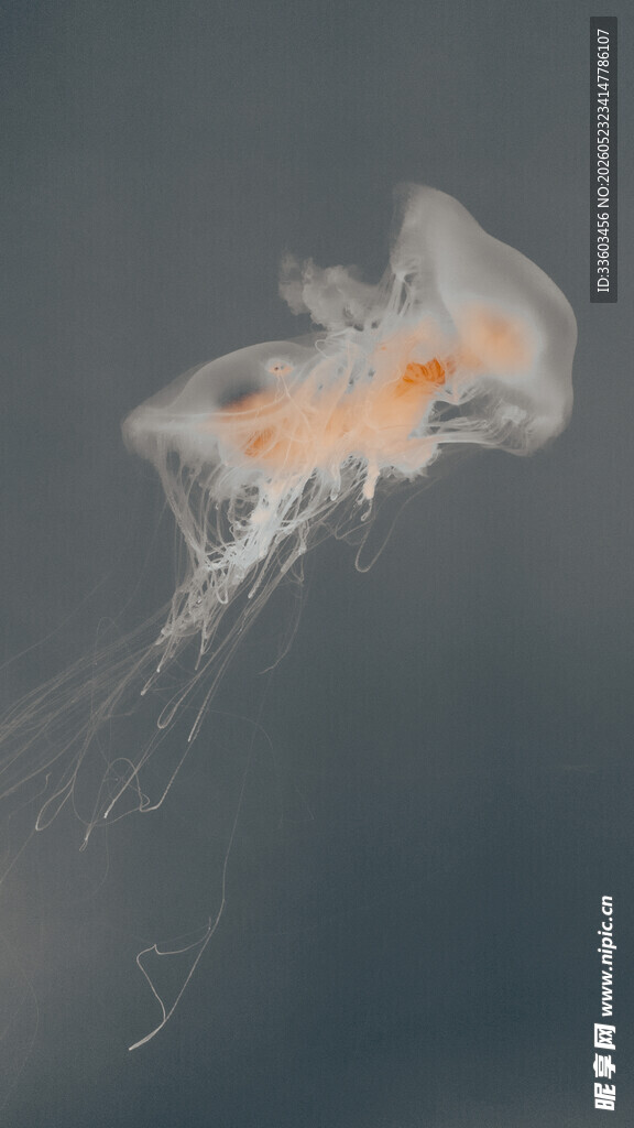 梦幻水母灵动水中精灵