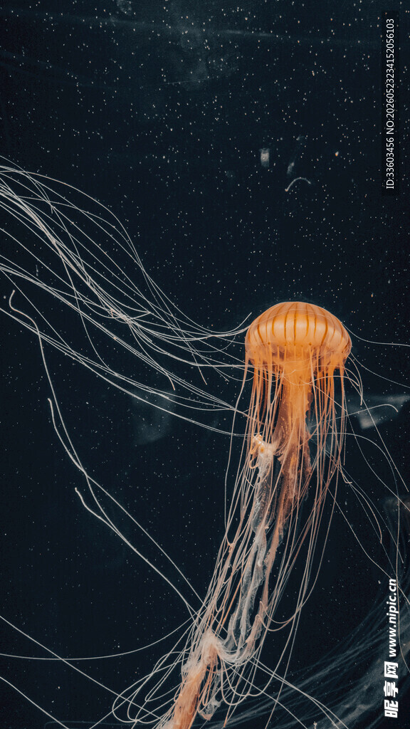 深海中的飘逸橙色水母