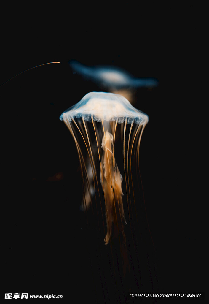 梦幻水母在水中飘逸