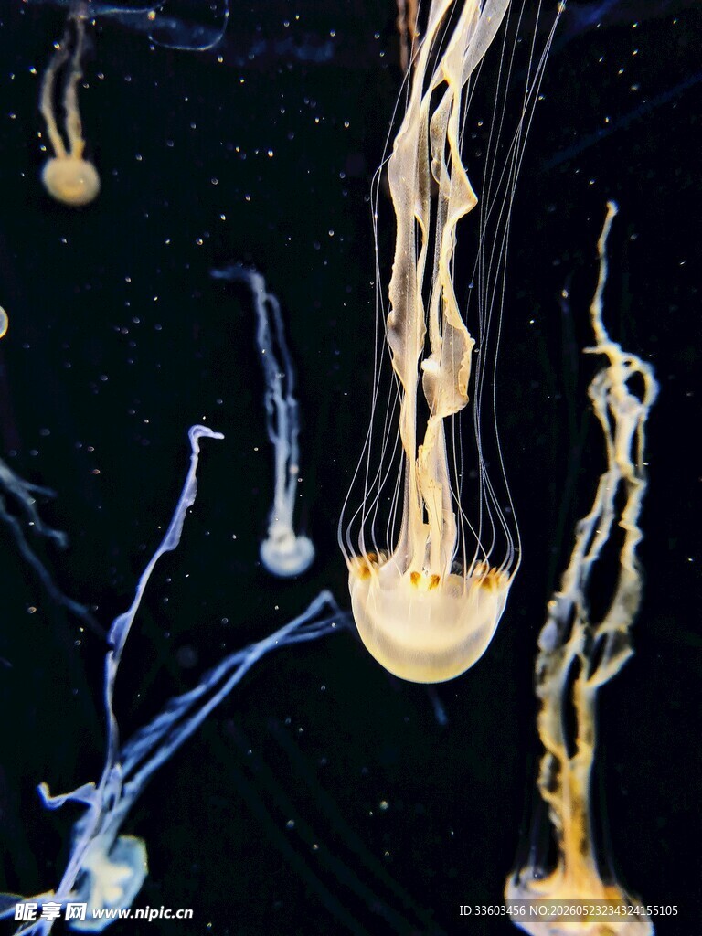 梦幻水母在水中悠然舞动