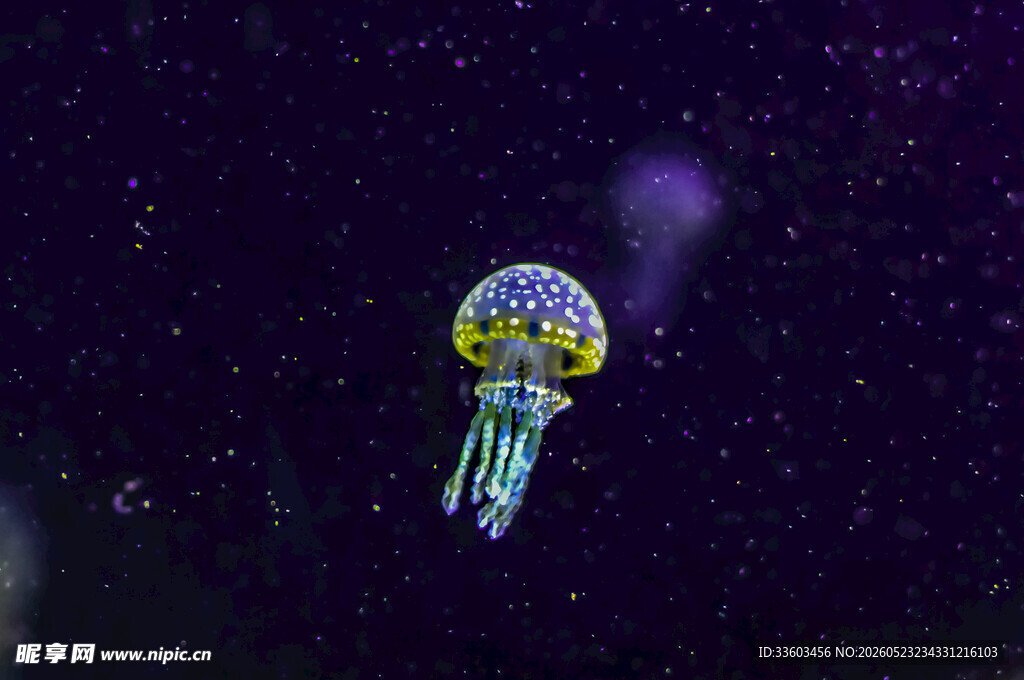 梦幻水母在深海中漂浮