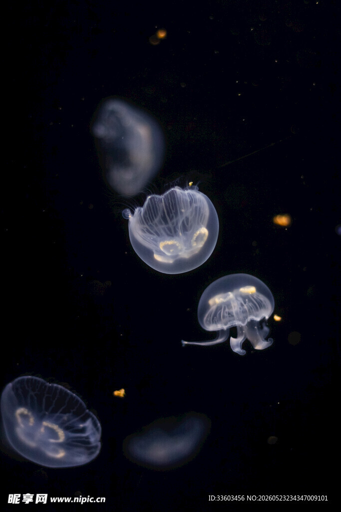 梦幻游动的透明水母