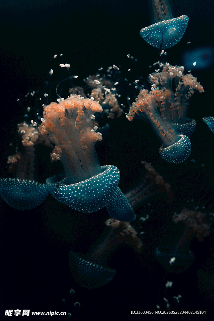 梦幻水母在水中轻盈舞动