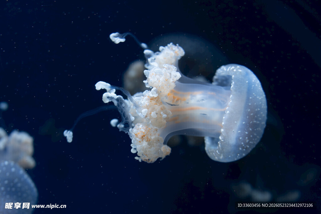 梦幻水母在深海中飘逸