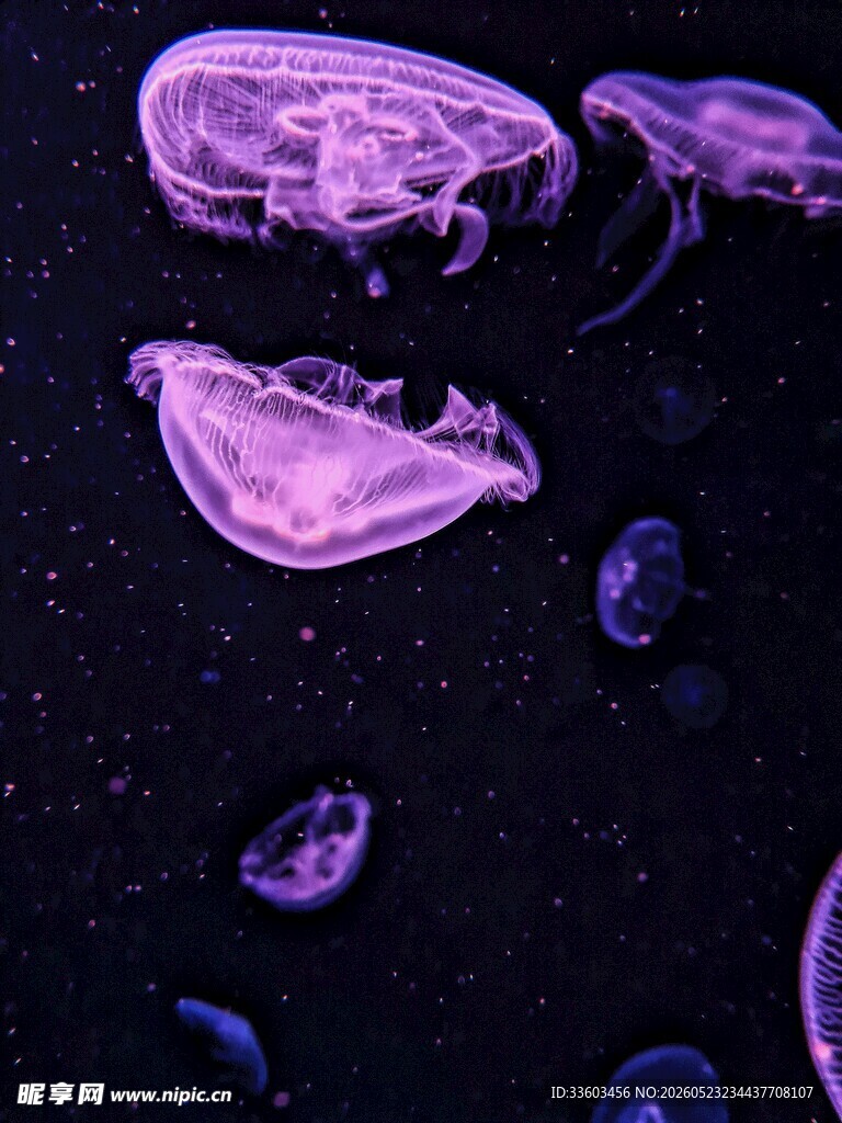 梦幻紫色水母在水中游动