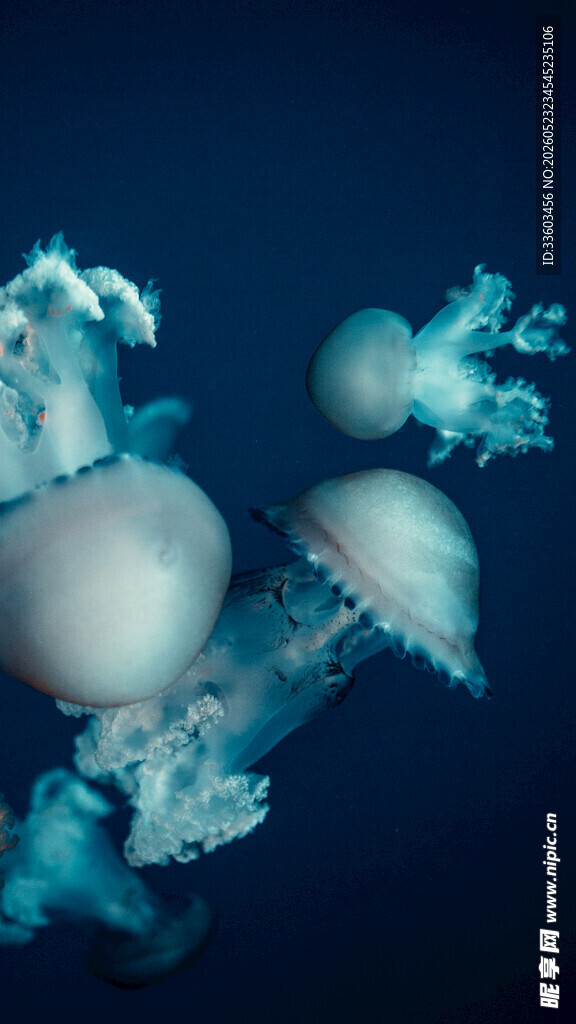 梦幻水母在深海中游动