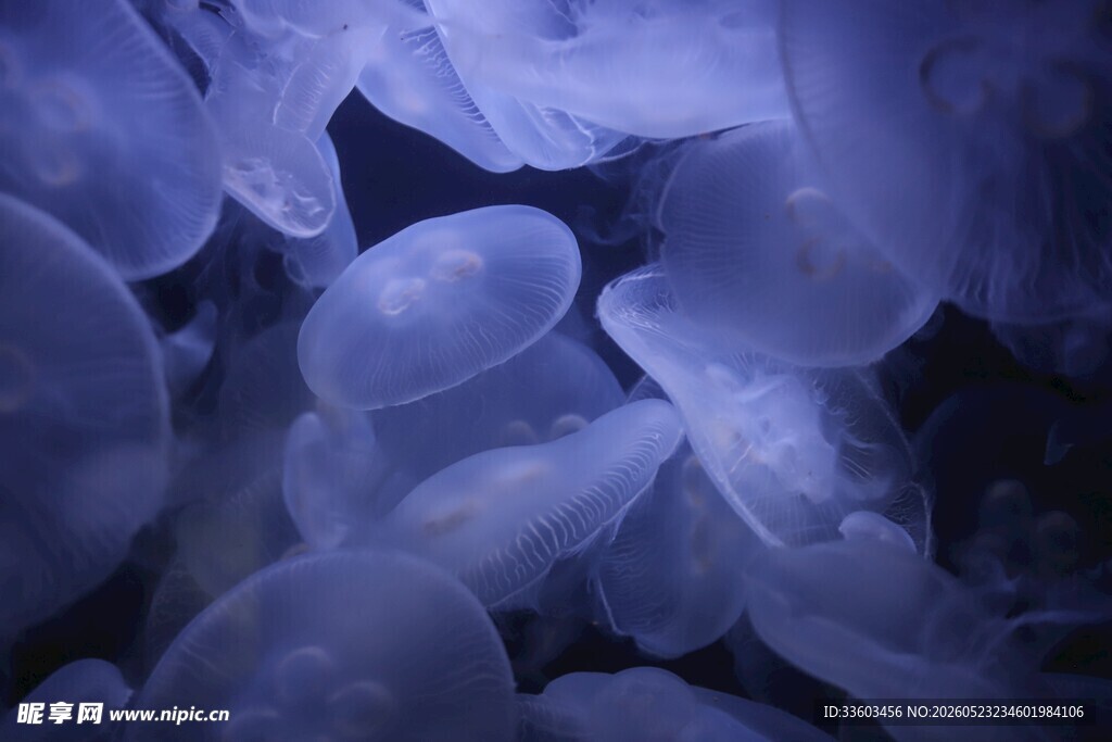 梦幻紫色水母群
