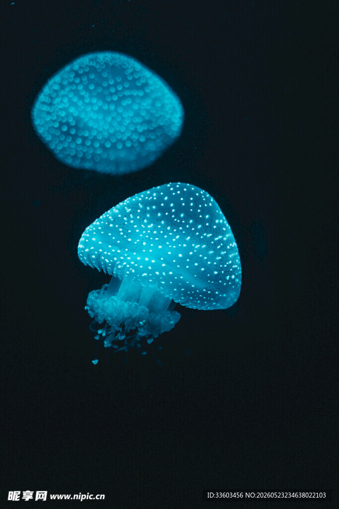 发光水母在深海中游动