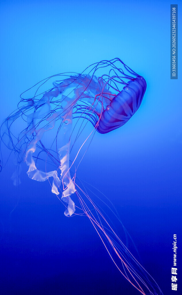 梦幻蓝色水母在深海游动