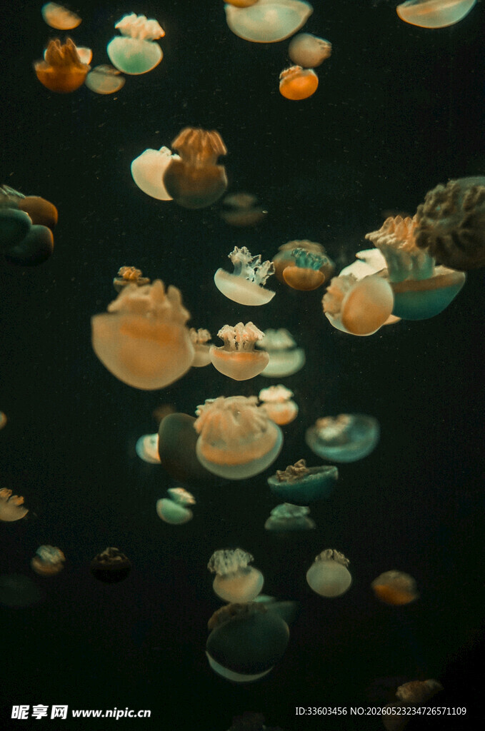 水中漂浮的多彩圆形物体