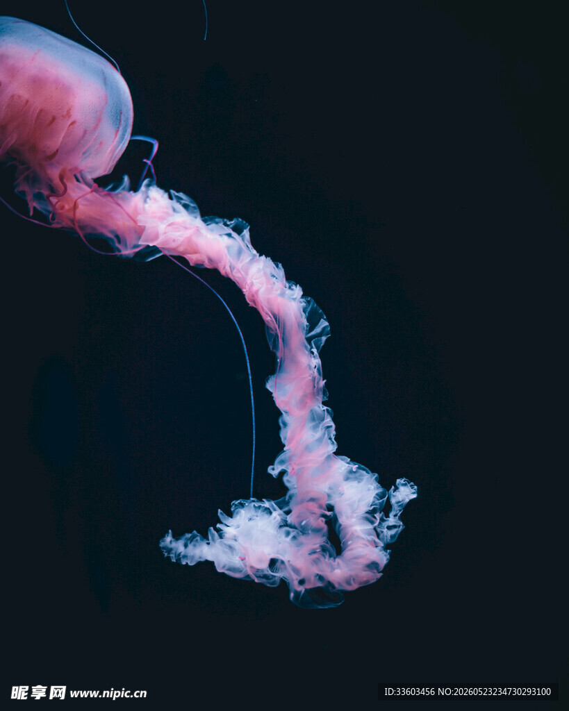 梦幻粉色水母释放绚丽水流