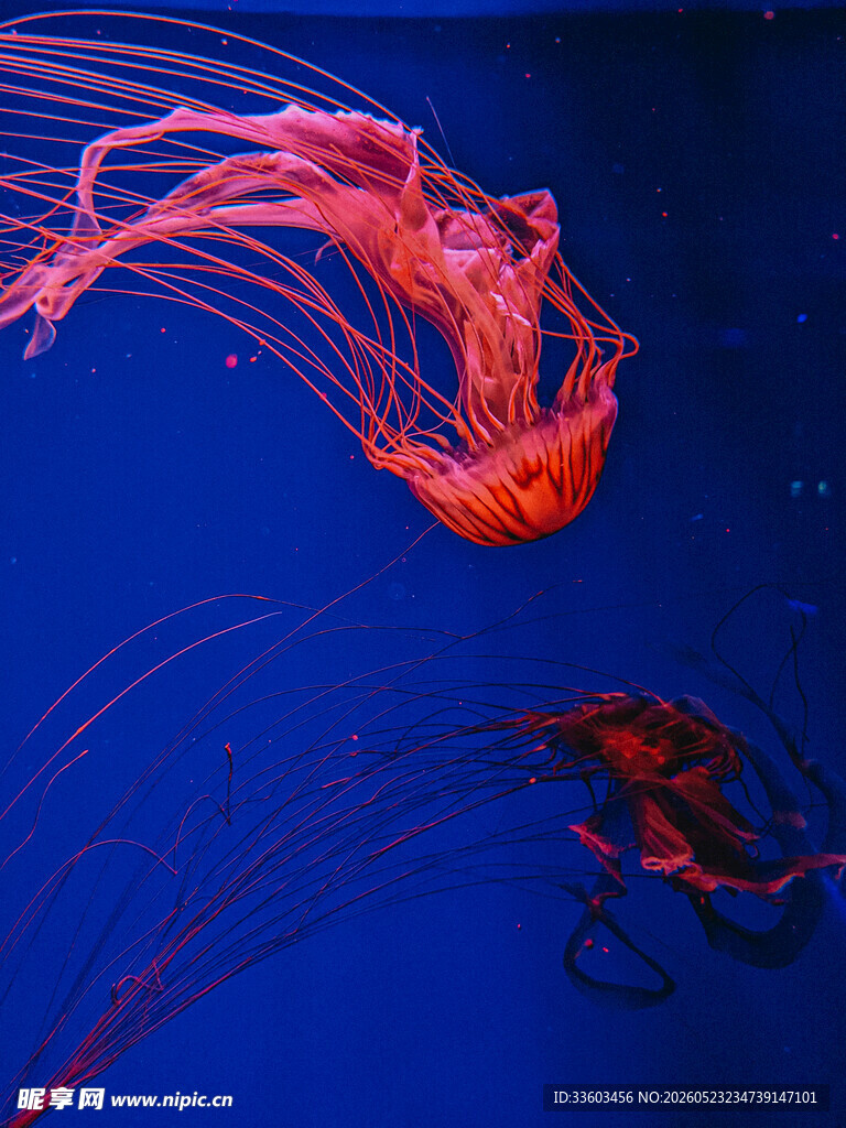 梦幻红水母在水中飘逸