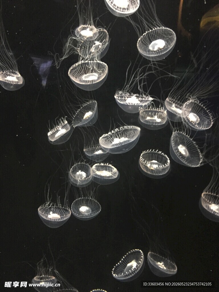 梦幻水母在水中飘逸