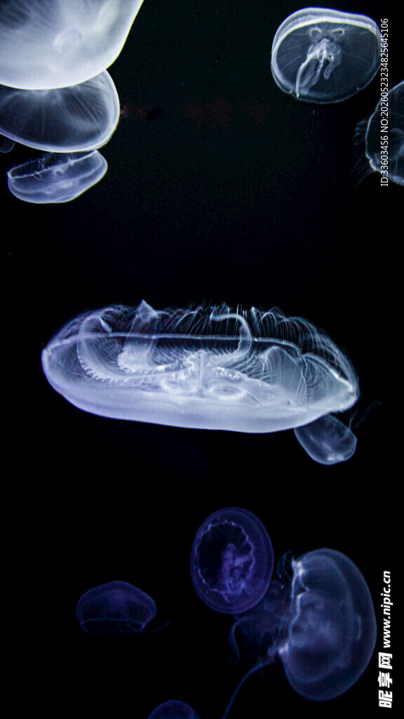 梦幻水母在深海中漂浮