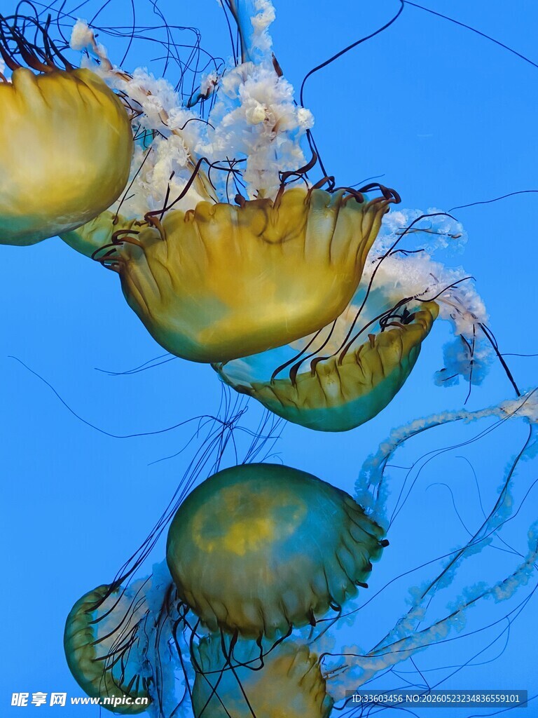 梦幻水母在蓝色海洋中游动